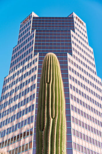 Saguaro lined up with the highest building in tucson