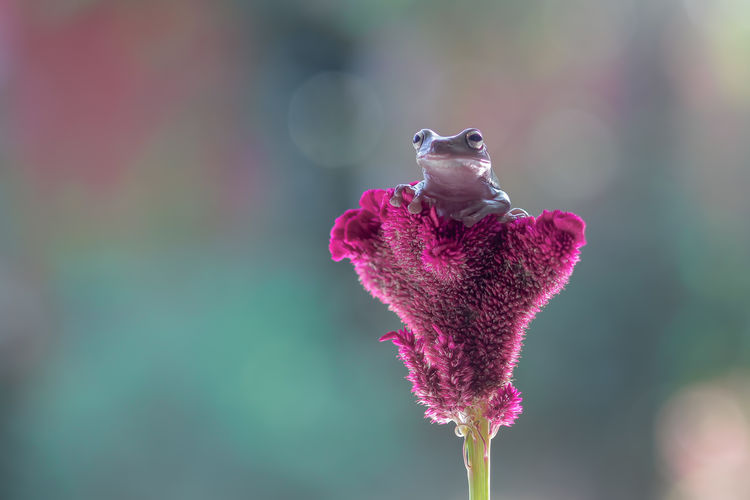 Tree frog, dumpy frog on a flower with a green background