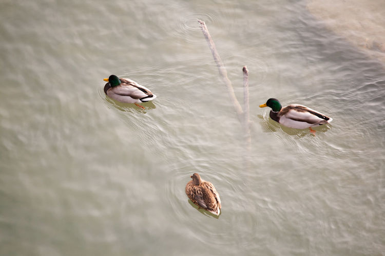 High angle view of mallard ducks swimming in lake
