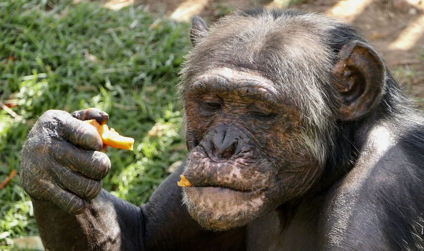 Close-up of hand eating
