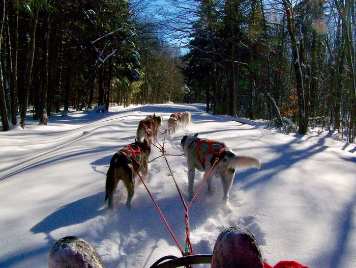 High angle view of sled dogs on snow covered road in forest