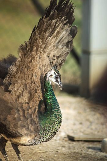 Close-up of eagle