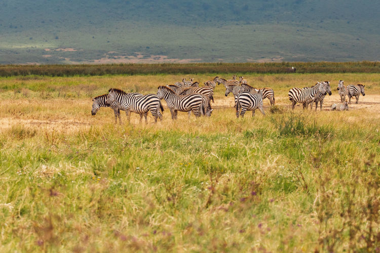 Zebra grazing on field