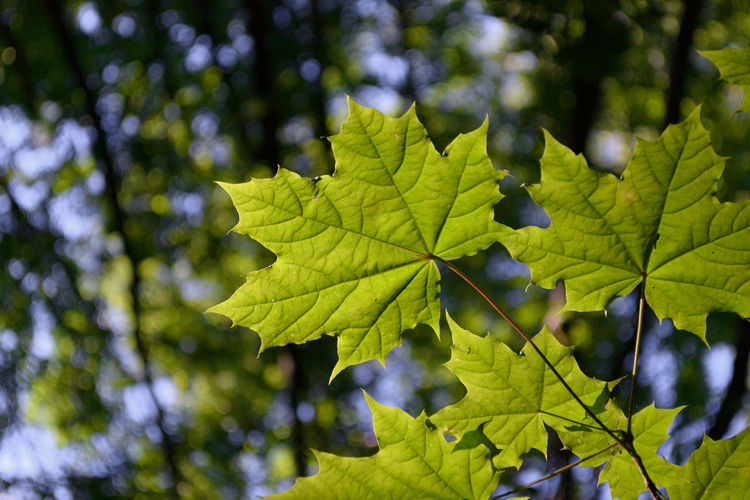 Close-up of maple leaves on tree in forest