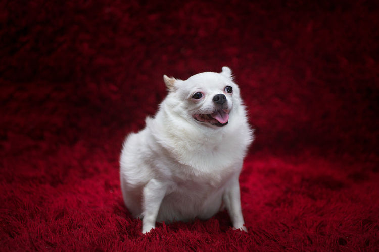 The big fat chihuahua dog sitting on the red carpet.
