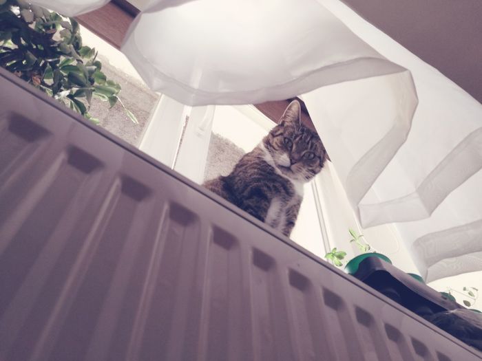 Cat sitting on window sill