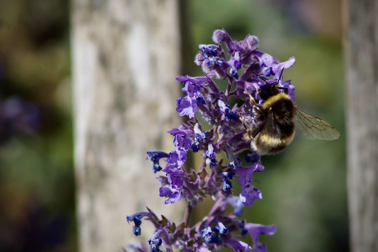 Close-up of bee pollinating on purple flower