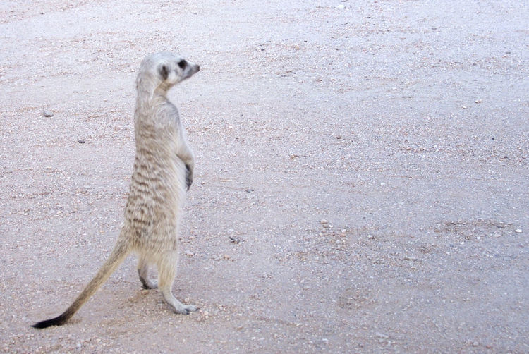 Cat standing on sand