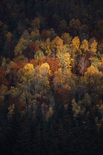 Full frame shot  of colorful trees in forest during autumn season at sunrise. copy space