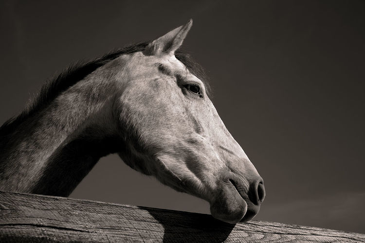 Close-up of horse against gray background
