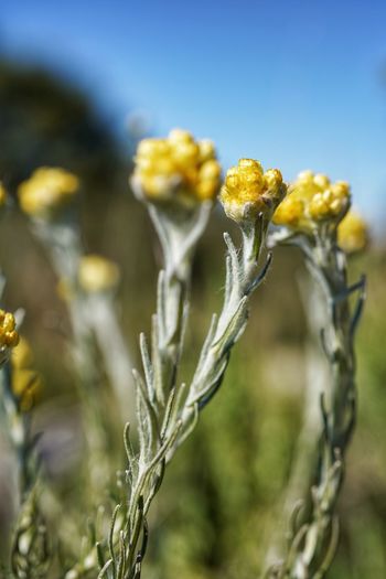 plant