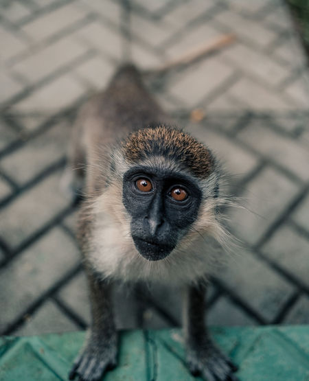 High angle portrait of monkey sitting on floor