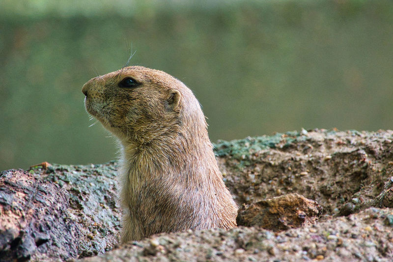 Prairie dog is watching out of his cave
