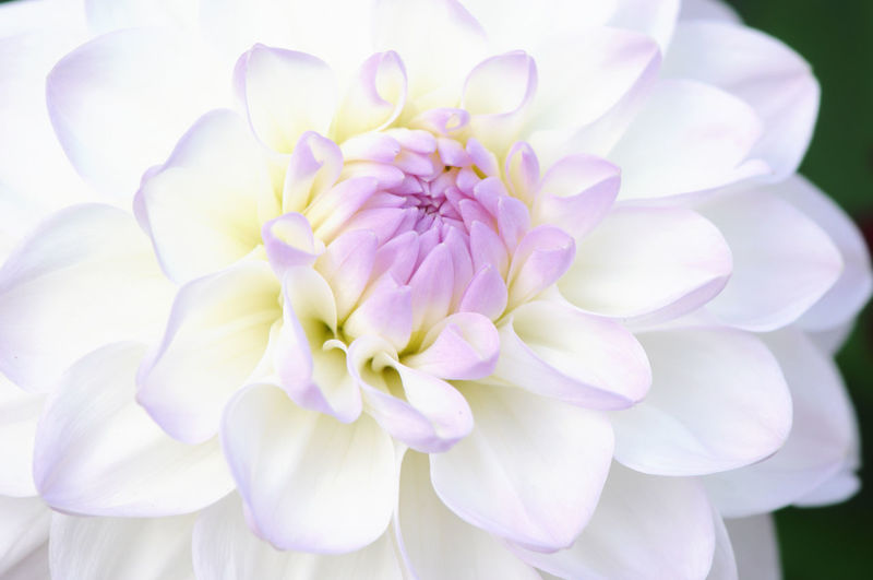 Close-up of white dahlia flower blooming in park