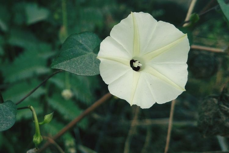 Close-up of flower blooming outdoors