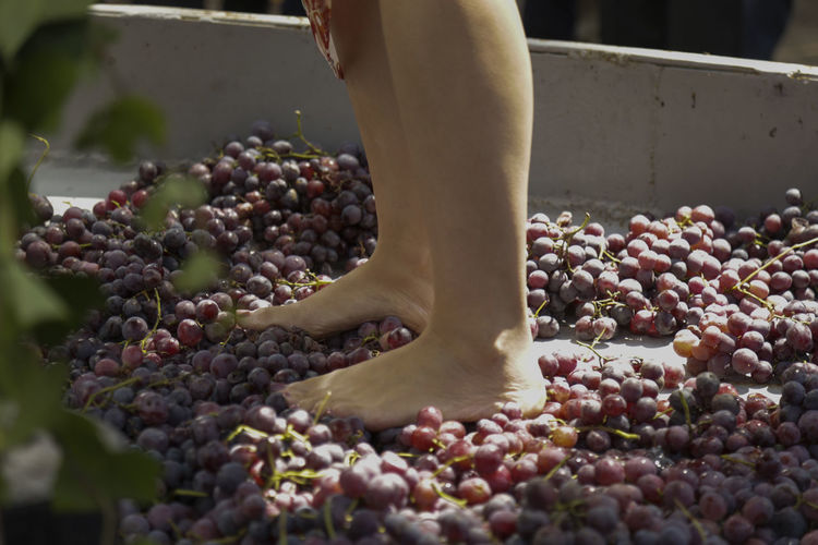 Low section of person by grapes, girls in traditional grape treads, grape tread