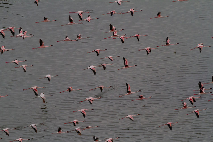Aerial view of flamingos flying over a black lake