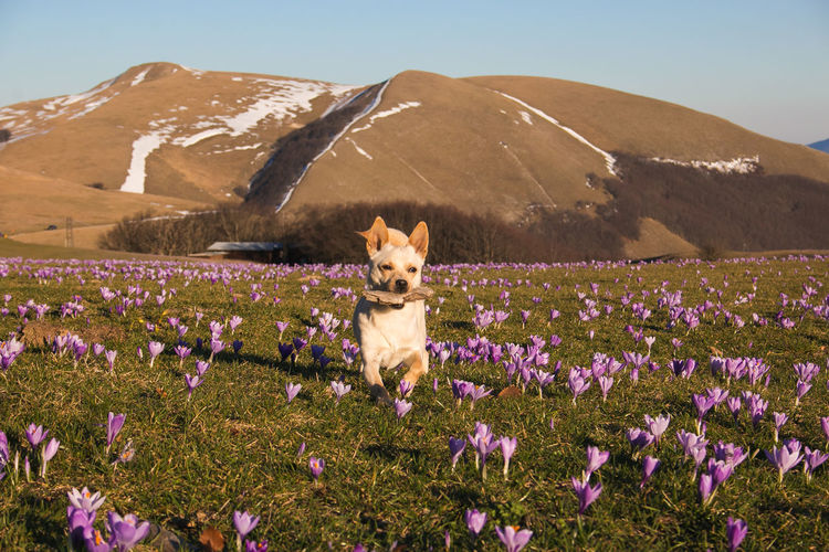 Little white dog running on the crocus flowers with his stick