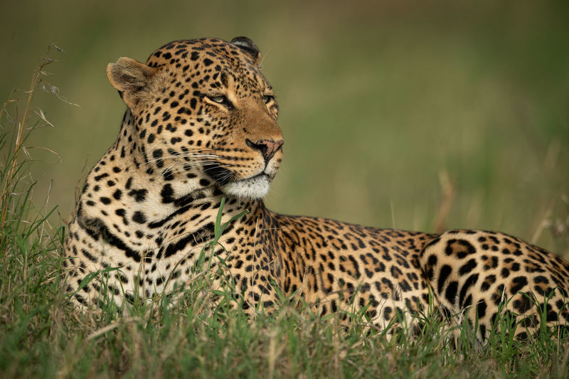 Male leopard lies in grass facing right