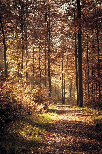 Dirt road amidst trees in forest during autumn