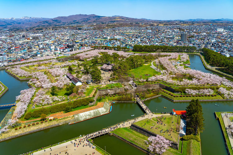 Goryokaku star fort park in springtime cherry blossom. sakura flowers in hakodate, hokkaido, japan