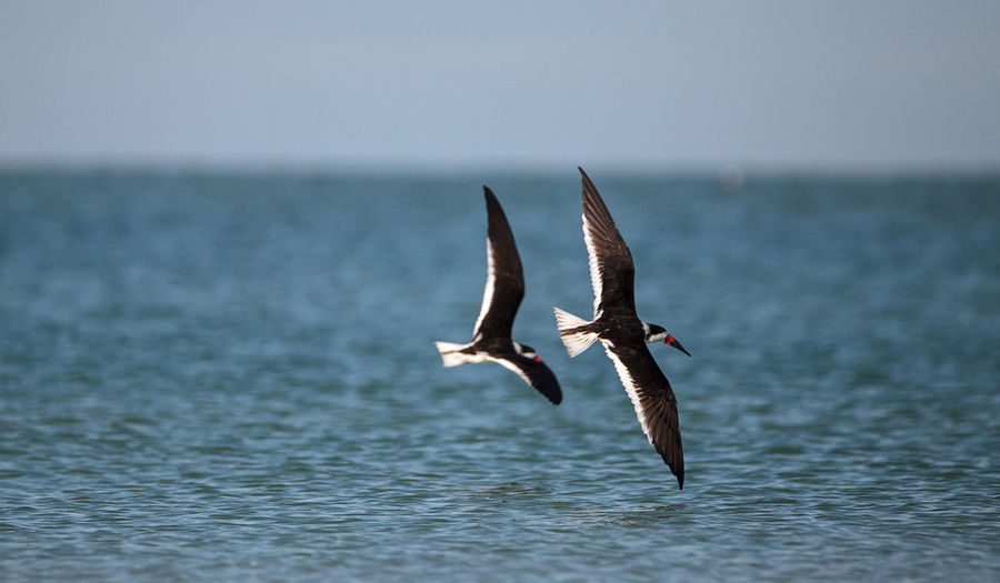 Flock of black skimmer terns rynchops niger on the beach at clam pass in naples, florida