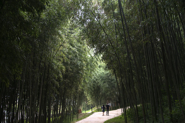 Rear view of friends walking on footpath amidst bamboo trees