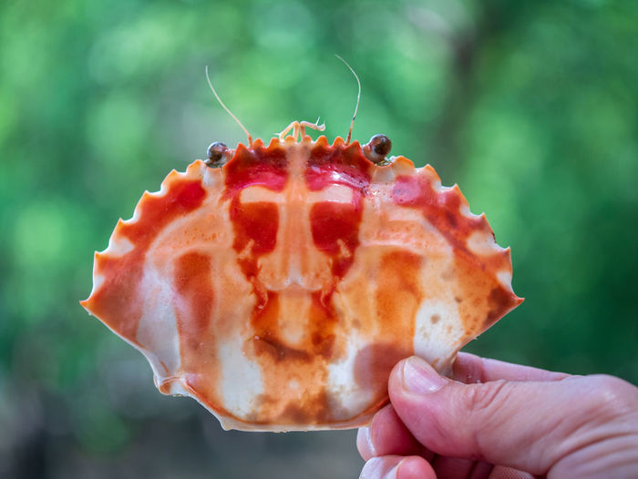 Close-up of hand holding orange crab shell