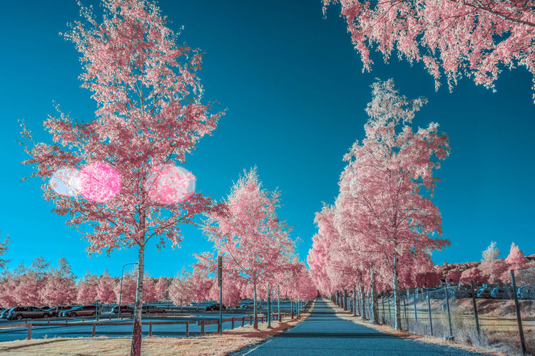 View of cherry tree by road against blue sky