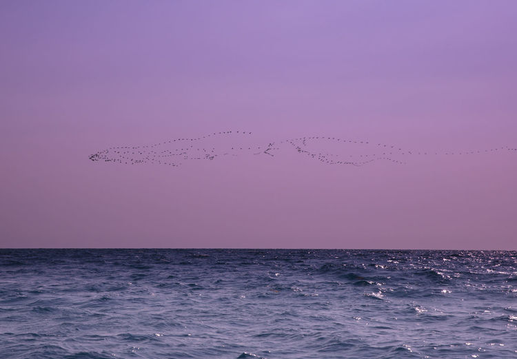 FLOCK OF BIRDS IN SEA