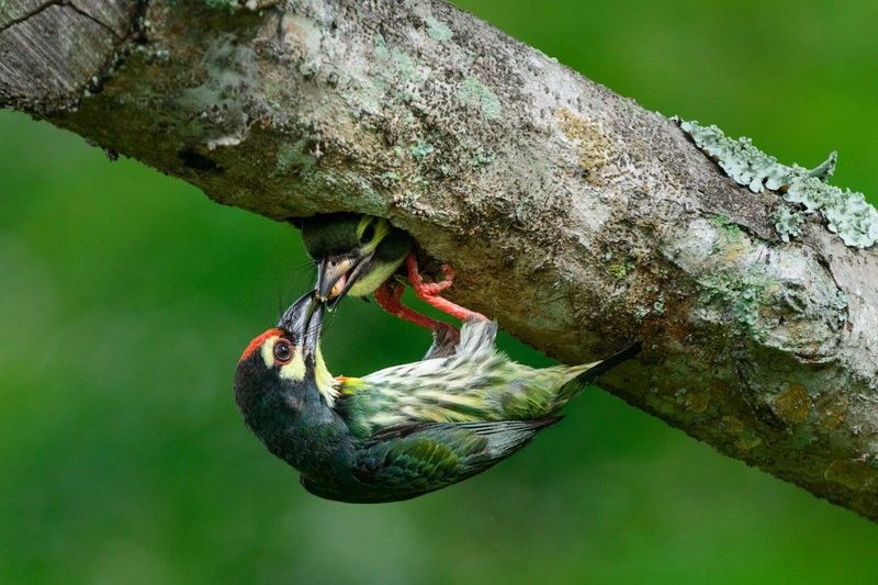 Close-up of coppersmith barbet feeding on branch at pasir ris park