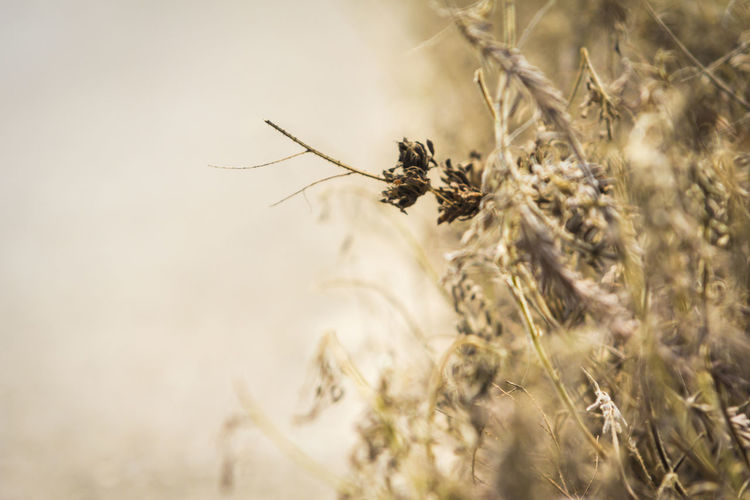 grass