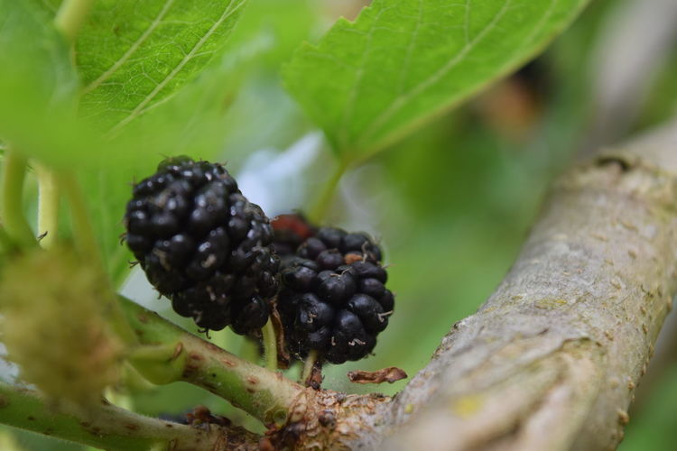 Close-up of blackberries on tree