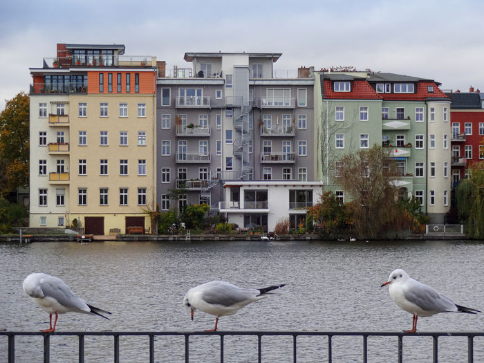 View of seagulls against buildings in city