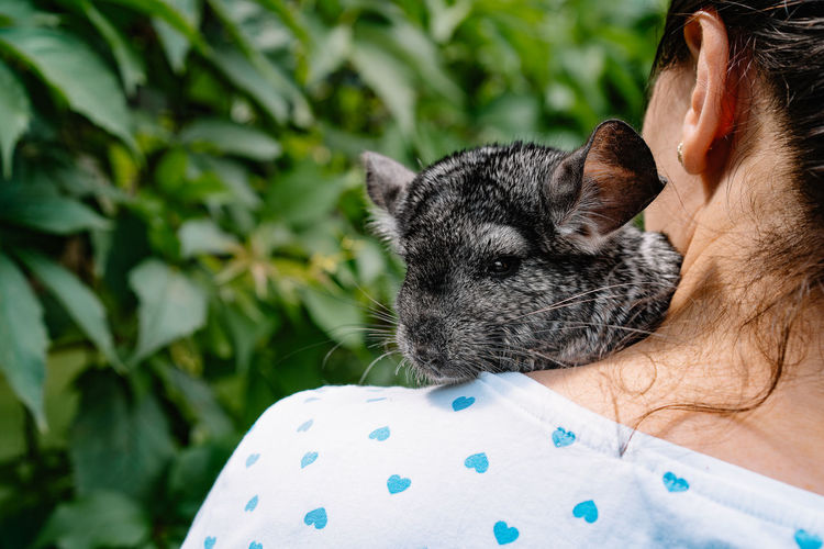 Woman holding chinchilla rodent on her shoulder