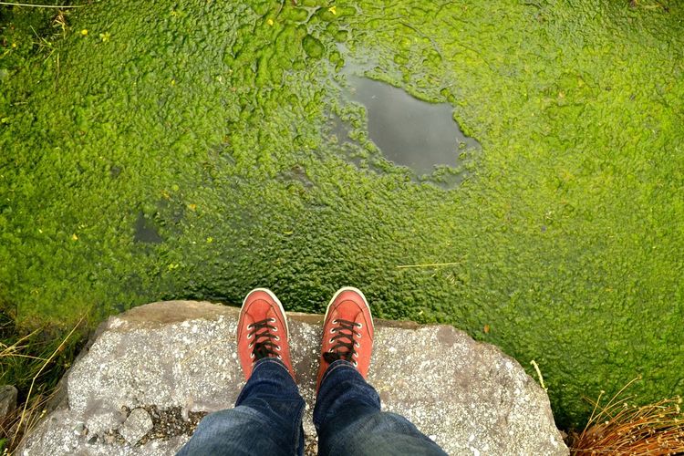 Low section of person standing on rock in swamp