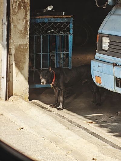 Portrait of dogs on street