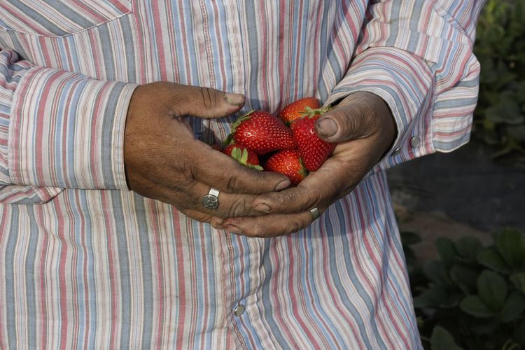 Midsection of man holding strawberries
