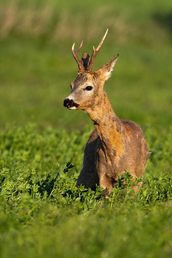 View of deer on field
