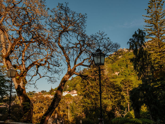 Low angle view of trees against sky