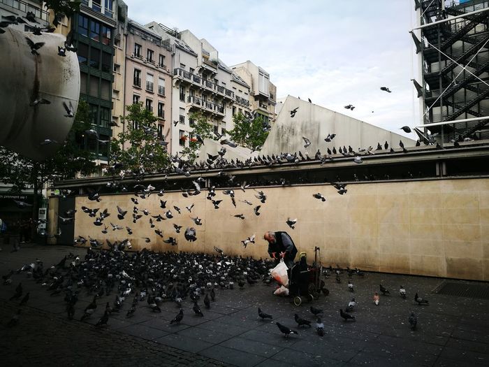 Man by pigeons on walkway in city