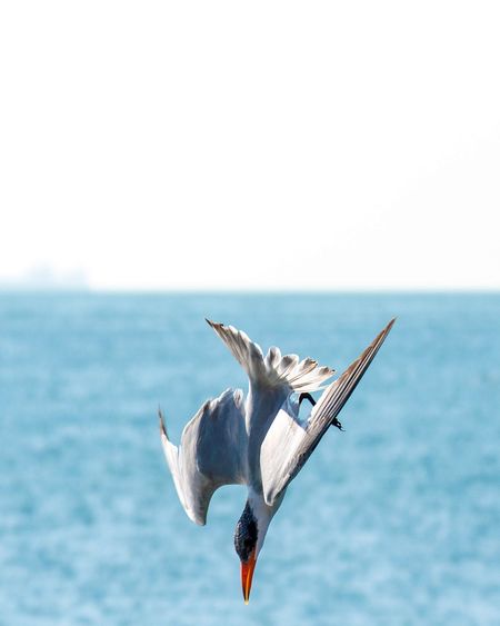 Seagull flying over sea against clear sky