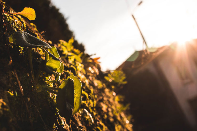 Close-up of plant growing on field against sky