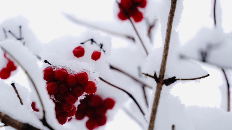 Viburnum berries under snow