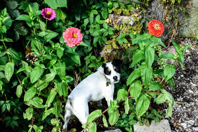 High angle view of dog with flowers