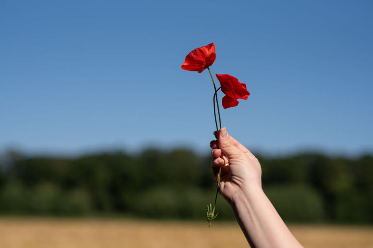 Female hand holds two red poppies against the sky. in the background is wheat field.