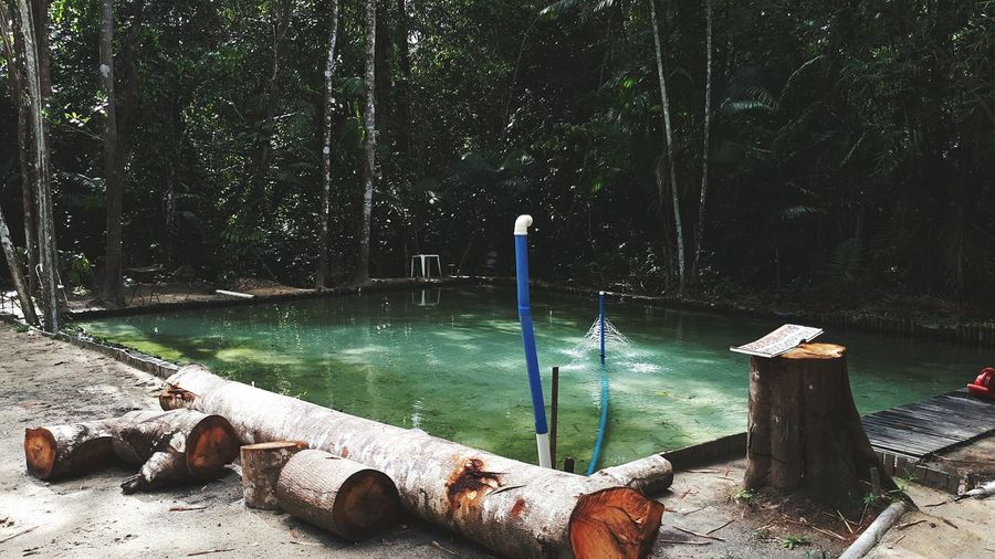 Wooden post in lake by trees in forest