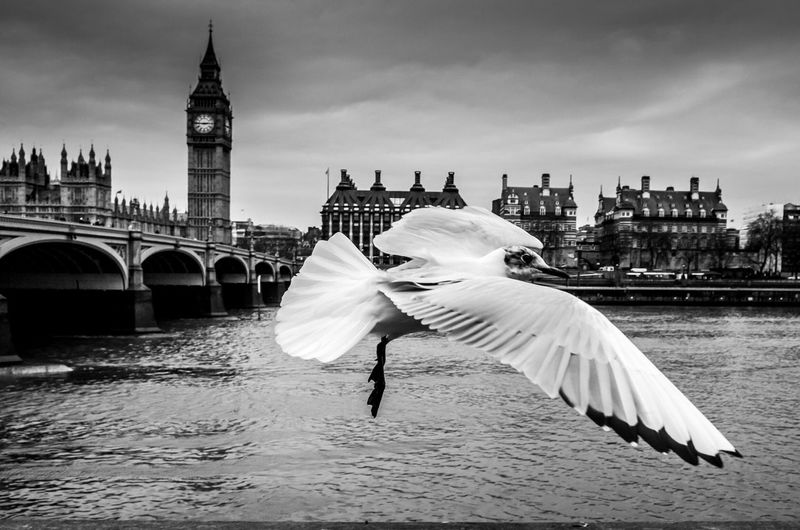 Seagull flying with big ben parliament building at background