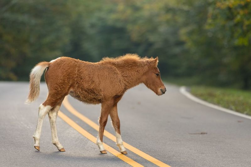 Full length of a horse standing on road