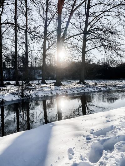Snow covered bare trees by lake during winter